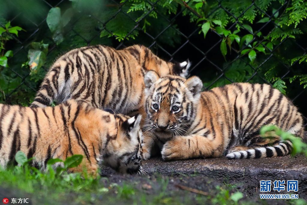 西伯利亚虎maroushka今年6月15日生下了这4只小老虎,两头雌虎和两头雄