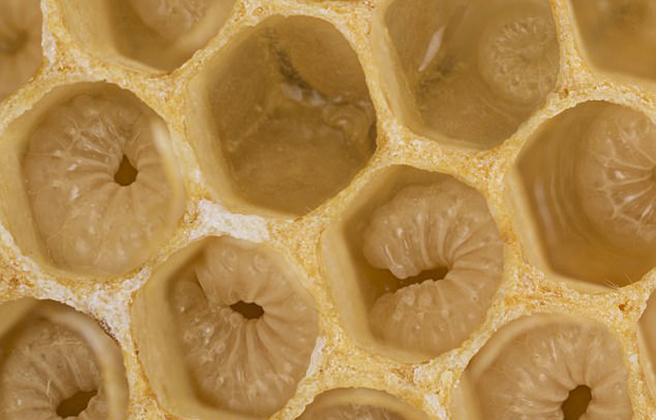 木蜂卵图片