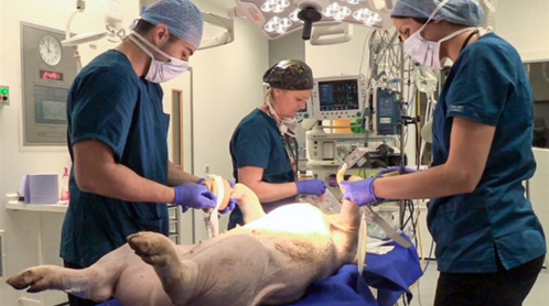 欧洲公开动物实验数量 美国落后一步