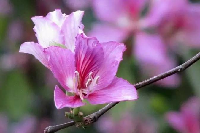 3000平米超美植物绿墙惊艳亮相!(附独家夜景美照)