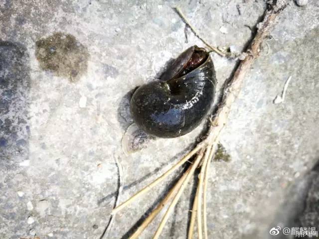 女子疑因误食福寿螺寄生虫入侵脑部治疗半年后被迫流产