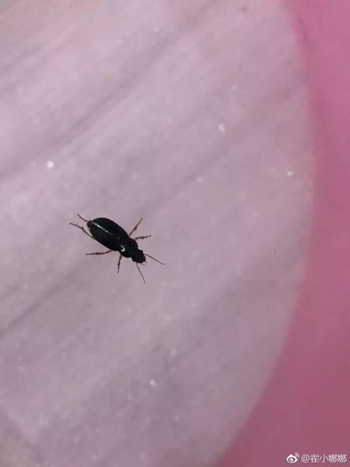 虫子入侵!你家也进来这样的黑色"甲壳虫"了么?这到底是啥虫?