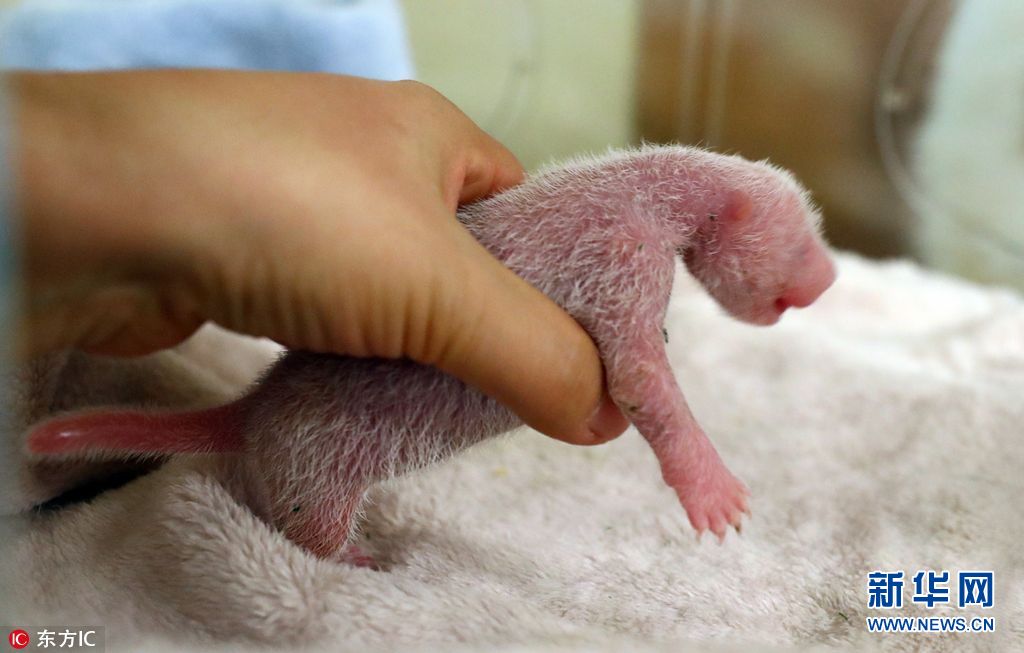 下一对双胞胎,第一只幼崽出生后不久便夭折,但另一只熊猫宝宝状况良好