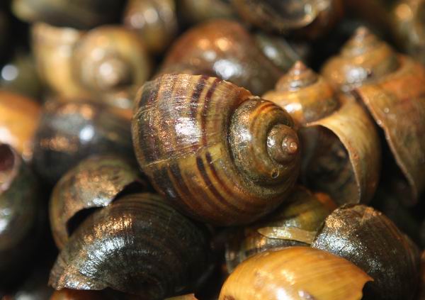 网友自称误食福寿螺被迫流产,医生提醒尽量别吃生食