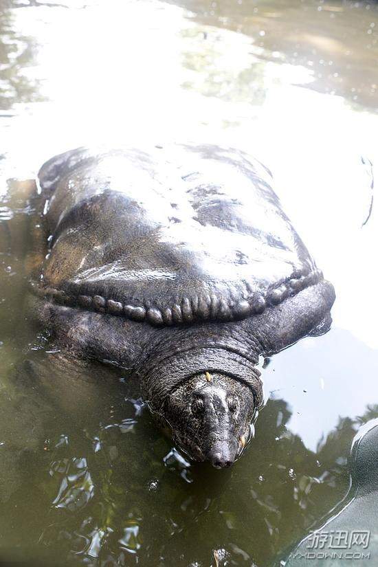 福建水池现巨鼋 体型巨大重达百斤,让人惊呼不已!