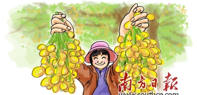 走产品加工之路提升抗风险能力|黄皮|黄皮果|马面_新浪新闻