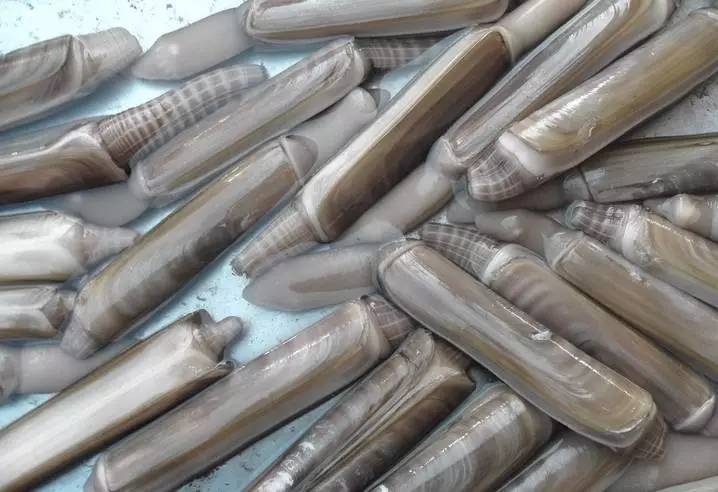 和蛏子类似,就是壳的形态略有不同,两壳合抱后呈竹筒状,故得竹蛏之名.