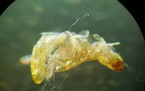 解剖镜下的神秘小虫玻璃钩虾结构图海边游玩警惕这些危险生物!