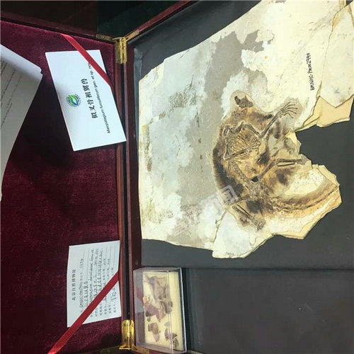 中国发现最原始滑翔哺乳动物化石