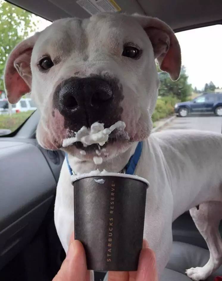 第一次吃冰淇淋的汪星人