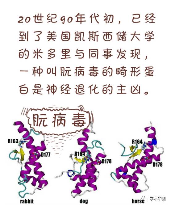 在人类中引发牛海绵状脑病(俗称"疯牛病"),而在致死性家族性失眠症中