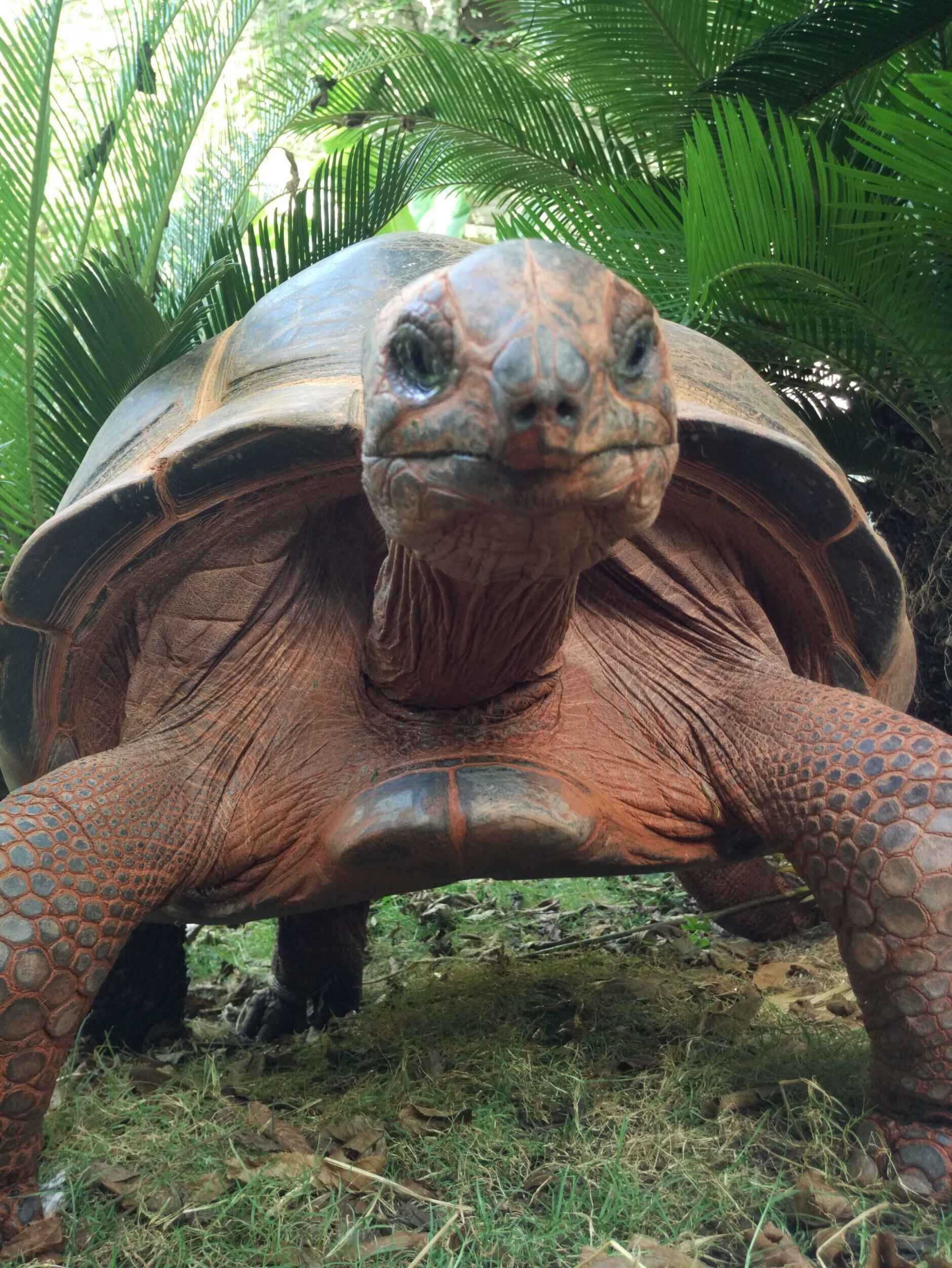 【直播】慢性子的象龟和ta的铲屎官正在线等你围观!欢迎提问~|铲屎官|