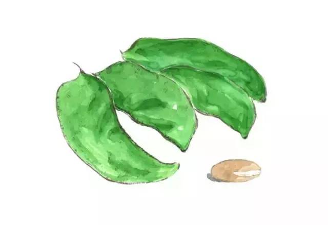 扁豆