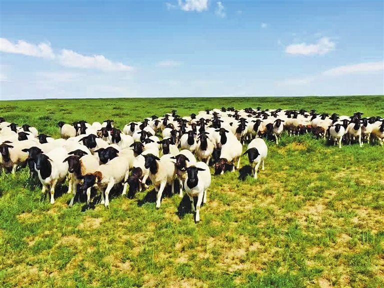 李俊龙:让农牧民兄弟腰包鼓起来|李俊龙|内蒙古|畜牧业_新浪新闻