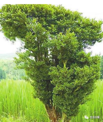 黄杨树又名乌龙木,万年青,常绿植物.有诗云:飓尺黄杨树,婆要枝