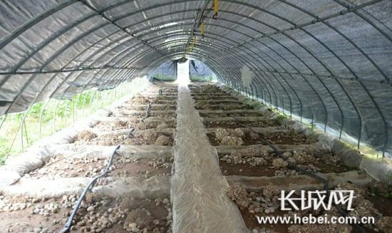 栗蘑种植大棚.李学彦 摄