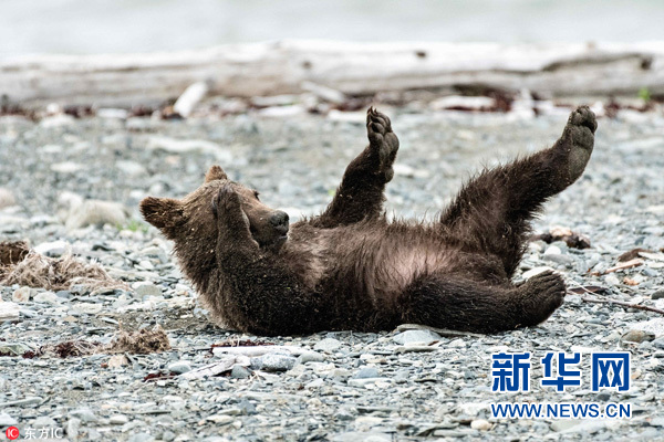 阿拉斯加棕熊宝宝打滚撒欢四仰八叉萌翻了组图