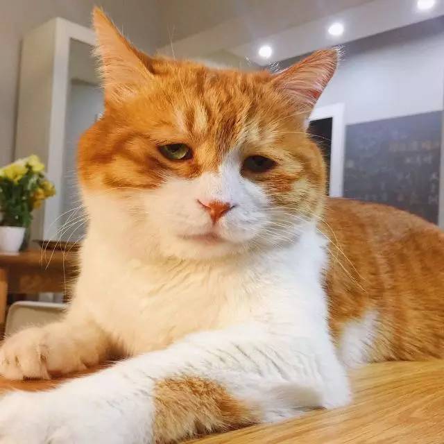 猫生绝望的日常……会是你下一个头像吗?