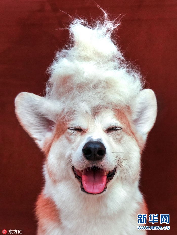 晒一晒小动物们的吐舌照任你是野兽也可以这么萌组图