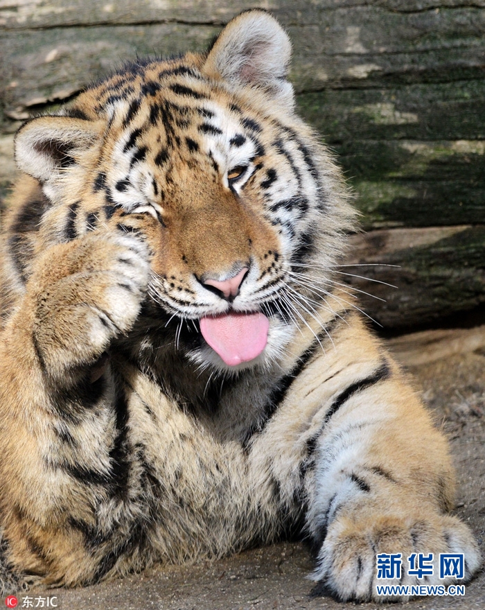 晒一晒小动物们的吐舌照任你是野兽也可以这么萌组图