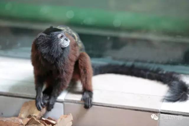探索】上海动物园添“丑萌”新成员，鞍背柽柳猴首次展出_手机新浪网