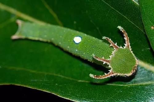 纯微观丨贵阳惊现"四角小青龙",这是个啥玩意?