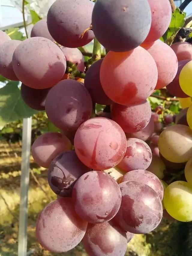 【挑好货】宁波网红葡萄甬优一号"三无葡萄",从无公害欧式庄园到舌尖