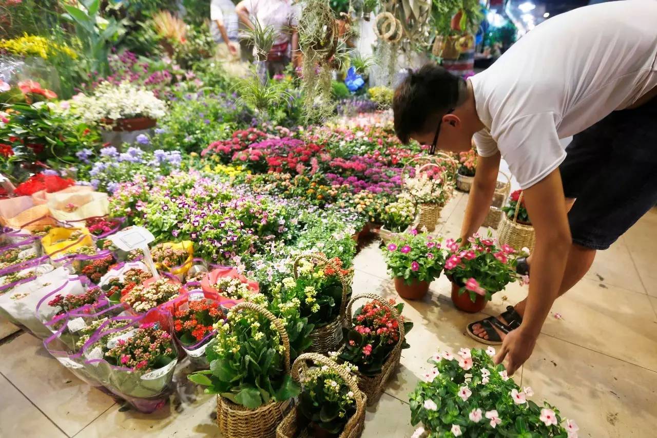上海最大花鸟市场谢幕再来最后看看曹家渡花鸟市场
