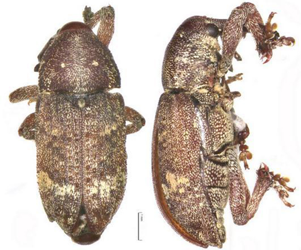 中国首次截获有害生物带木蠹象曾严重损害南美的经济和生态