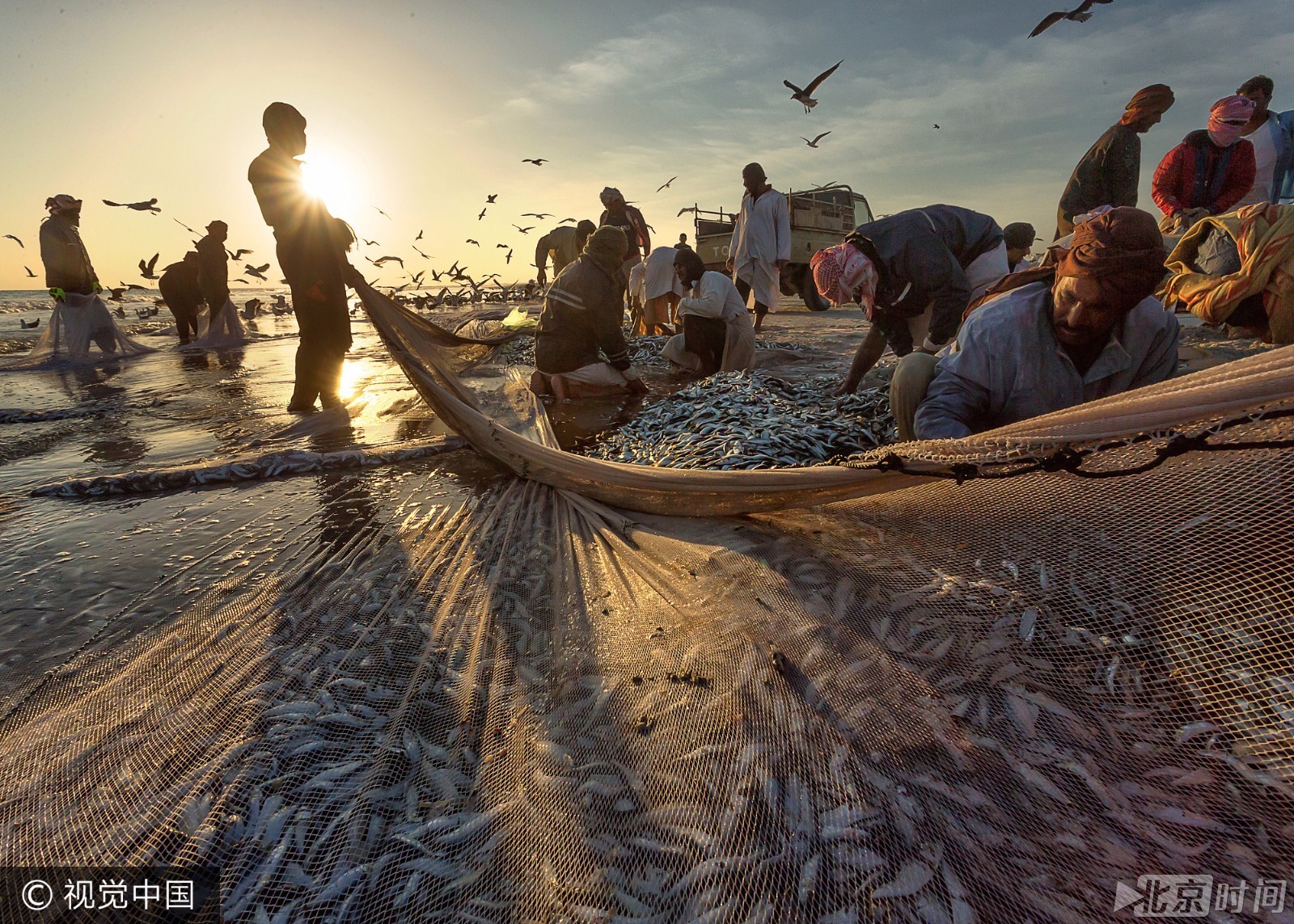 数万沙丁鱼集结海面现巨大黑影 阿曼渔民合作捕捞享受丰收喜悦