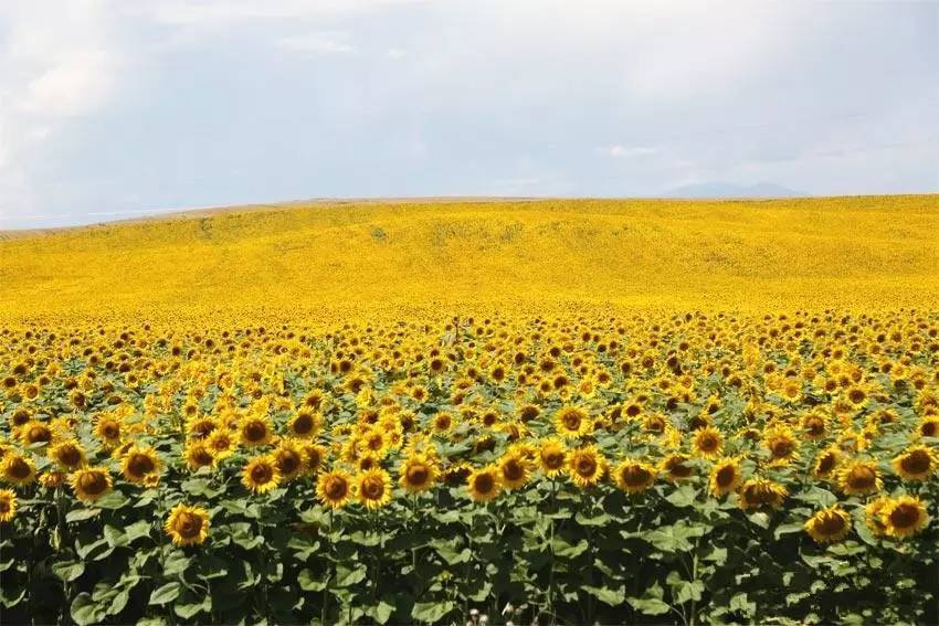 全疆各地的向日葵都开啦,这个周末约约约!|向日葵|新疆|天山网_新浪新