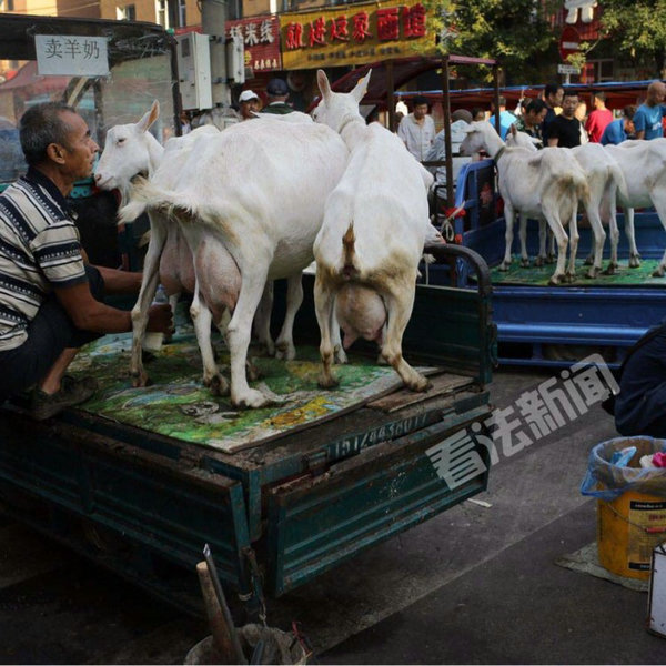 七旬老人早市直播卖羊奶年入近10万成本仅2万