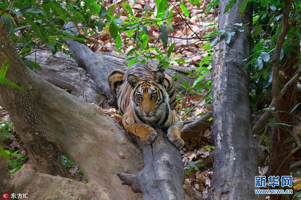 印度摄影师追踪丛林老虎踪迹 小老虎跃上4米高枝玩"伪装"
