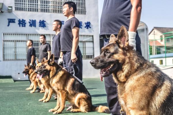 上海警犬基地图片