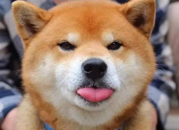 一只来自岛国的柴犬小春,最近铲屎官给他剪指甲时,小春又戏精上身