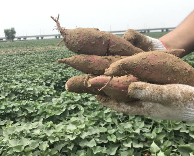 现挖现卖的陕西板栗薯究竟好在哪里?