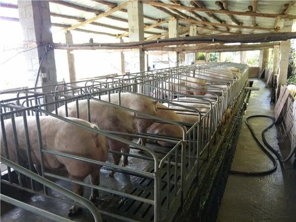 养猪拔穷根 不忘帮乡邻