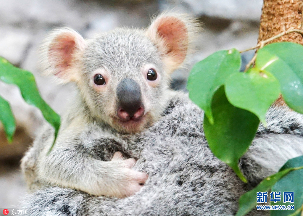 英动物园考拉宝宝首次亮相 趴妈妈脑袋上张望一脸呆萌
