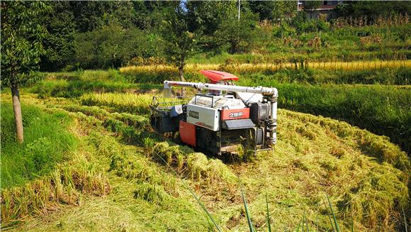 梁平水稻机收开进丘陵山区帮助农民完成秋收