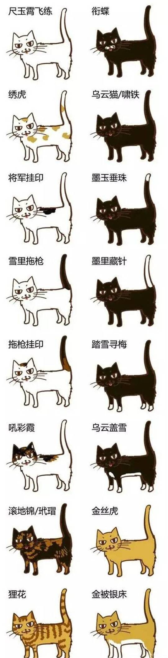比如,黑猫有白长毫或白眉须叫"墨里藏针",浑然一体没有杂毛的叫"四时