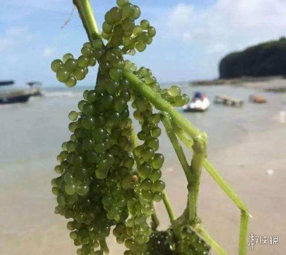 10种吃的最多的海洋蔬菜 大多数中国人只吃过3种!