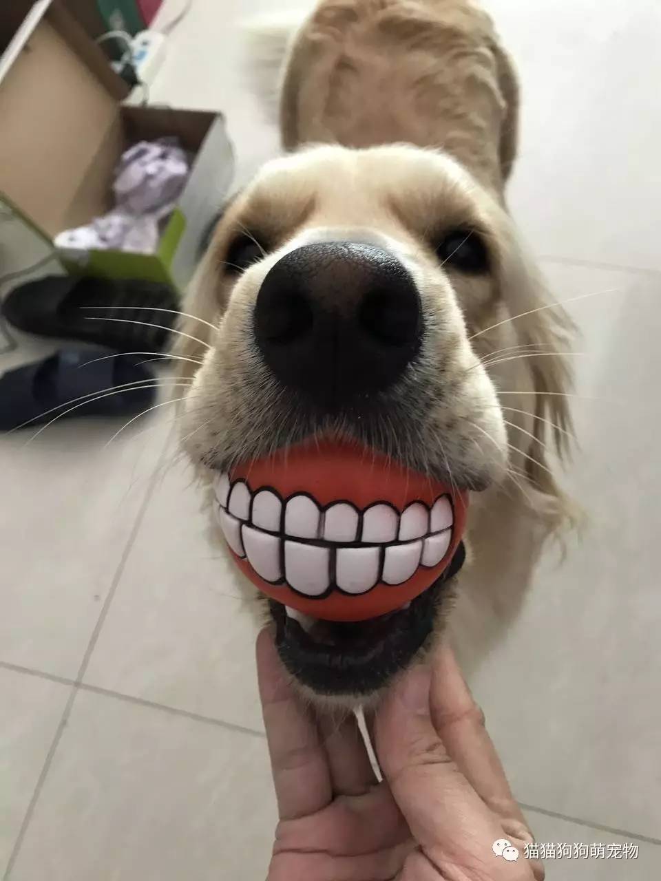 性感的红唇傻傻的样子,好可爱棉花糖一样的大白牙给你一个吻,可以不