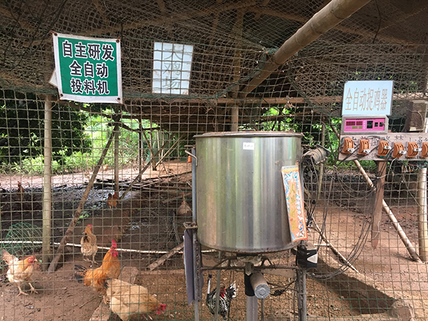 张柏铭的养鸡场,他会把自己的一些小发明运用其中。