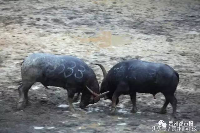 惨烈!荔波牛王争霸赛 两头斗牛战死沙场