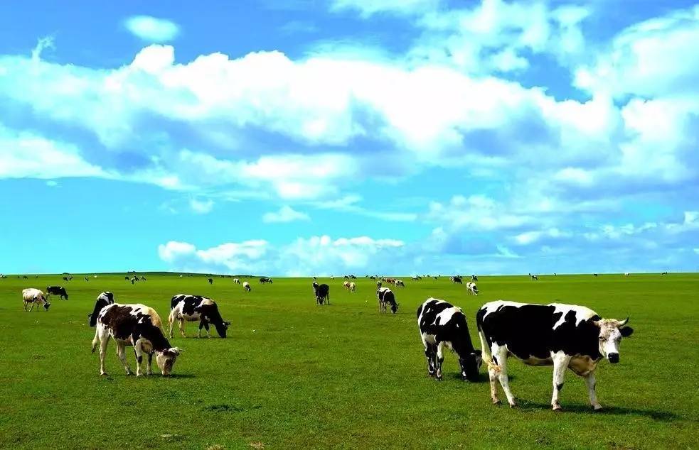 围着奶牛转了30多年退休老兵造出国内最好牧场