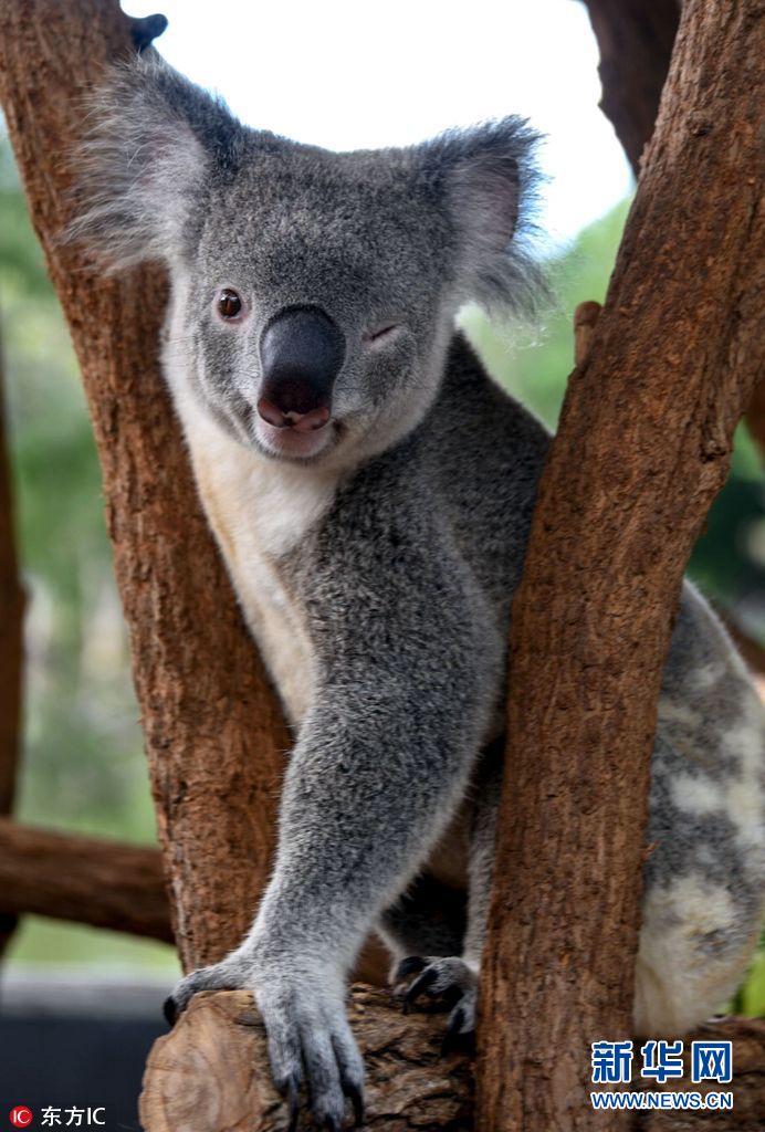 撩妹战斗机!澳洲考拉 眨眼微笑原地卖萌(组图)