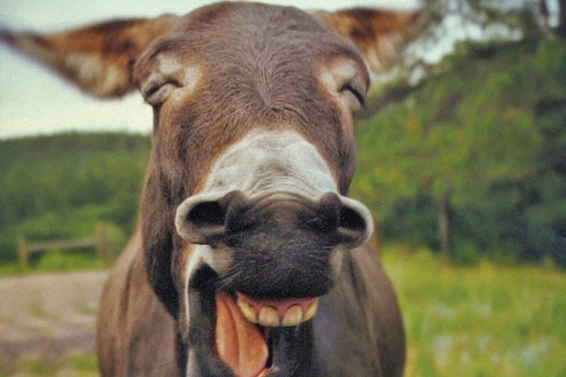 这些会摆pose的小动物 简直让人忍俊不禁