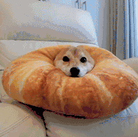 这只名叫charmy的柴犬宝宝和它的面包日常