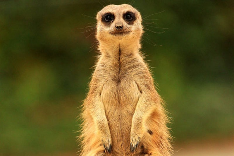 这些会摆pose的小动物 简直让人忍俊不禁