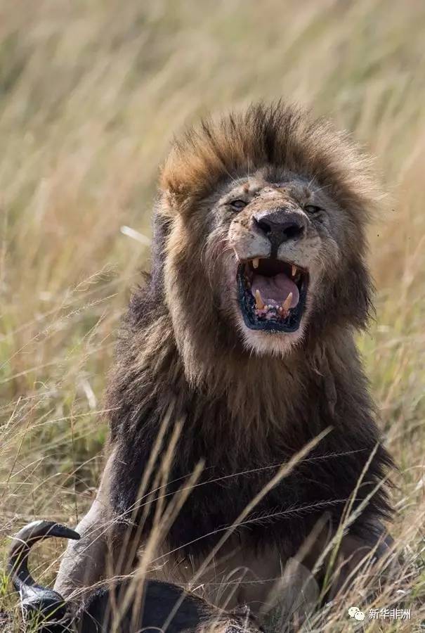 放眼望去,草原上除了狮子和盘旋的"秃鹫",再没有其它生物.